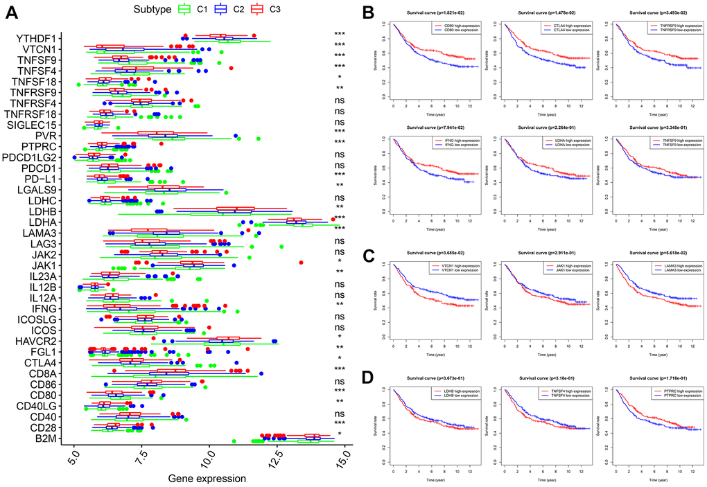 Expression levels of 38 ICGs across three molecular subtypes and prognostic analysis. (A) Differential expression analysis of 38 ICGs. (B) Kaplan-Meier analysis of CD80, CTLA4, TNFRSF9, IFNG, LDHA and TNFSF9. (C) Kaplan-Meier analysis of VTCN1, JAK1 and LAMA3. (D) Kaplan-Meier analysis of LDHB, TNFSF4 and PTPRC. ICGs: immune checkpoint genes.