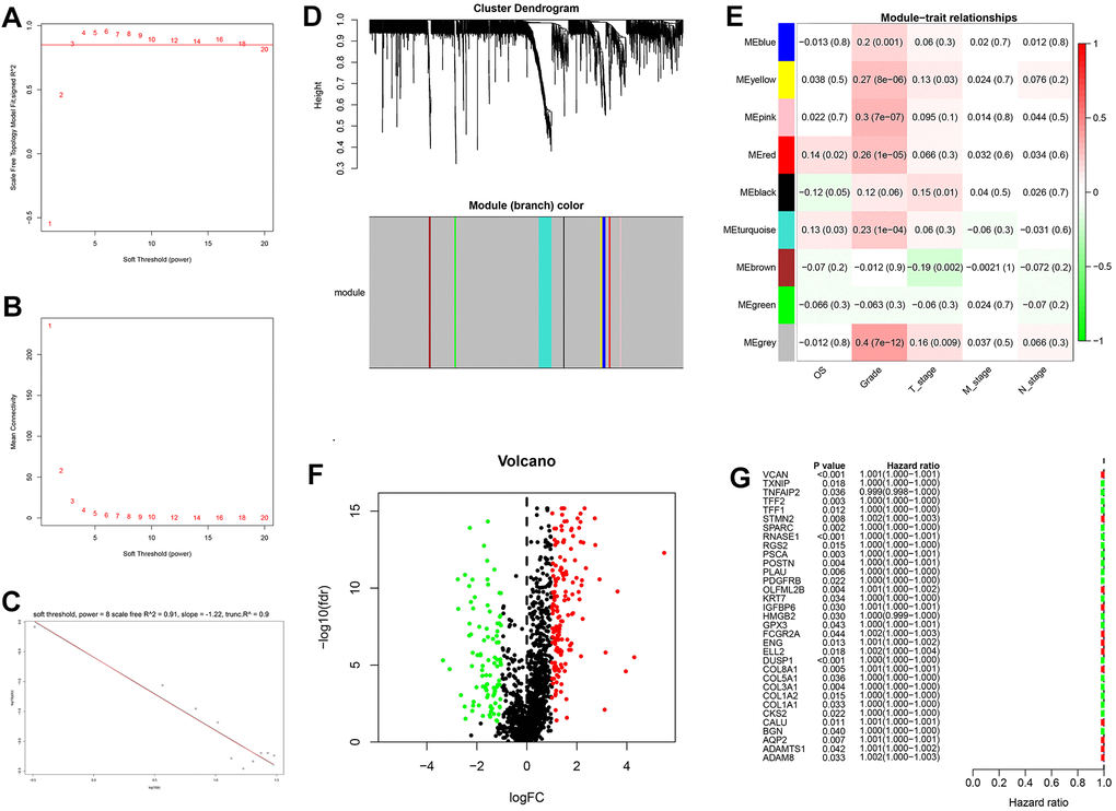 Weighted correlation network analysis, differential expression analysis and univariate analysis of GDRGs. (A–D) Based on weighted correlation network analysis, 9 modules were accessed with a soft threshold = 8. (E) Correlation analysis between modules and clinicopathological data. (F) Differential expression analysis identified 258 differentially expressed GDRGs in 6 modules, with |log2(FC)| > 1 and FDR G) Univariate analysis of differentially expressed GDRGs. GC: gastric cancer, GDRGs: GC differentiation-related gene, FDR: false discovery rate.