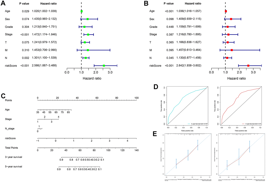 Construction and evaluation of a nomogram based on the TCGA cohort. (A) Univariate analysis of risk score and clinicopathological characteristics. (B) Multivariate analysis of risk score and clinicopathological characteristics. (C) A nomogram for predicting 3-year and 5-year OS. (D) The areas under the ROC curves for predicting 3-year and 5-year OS. (E) The calibration curves for predicting 3-year and 5-year OS. TCGA: The Cancer Genome Atlas, OS: overall survival, ROC: receiver operating characteristic.