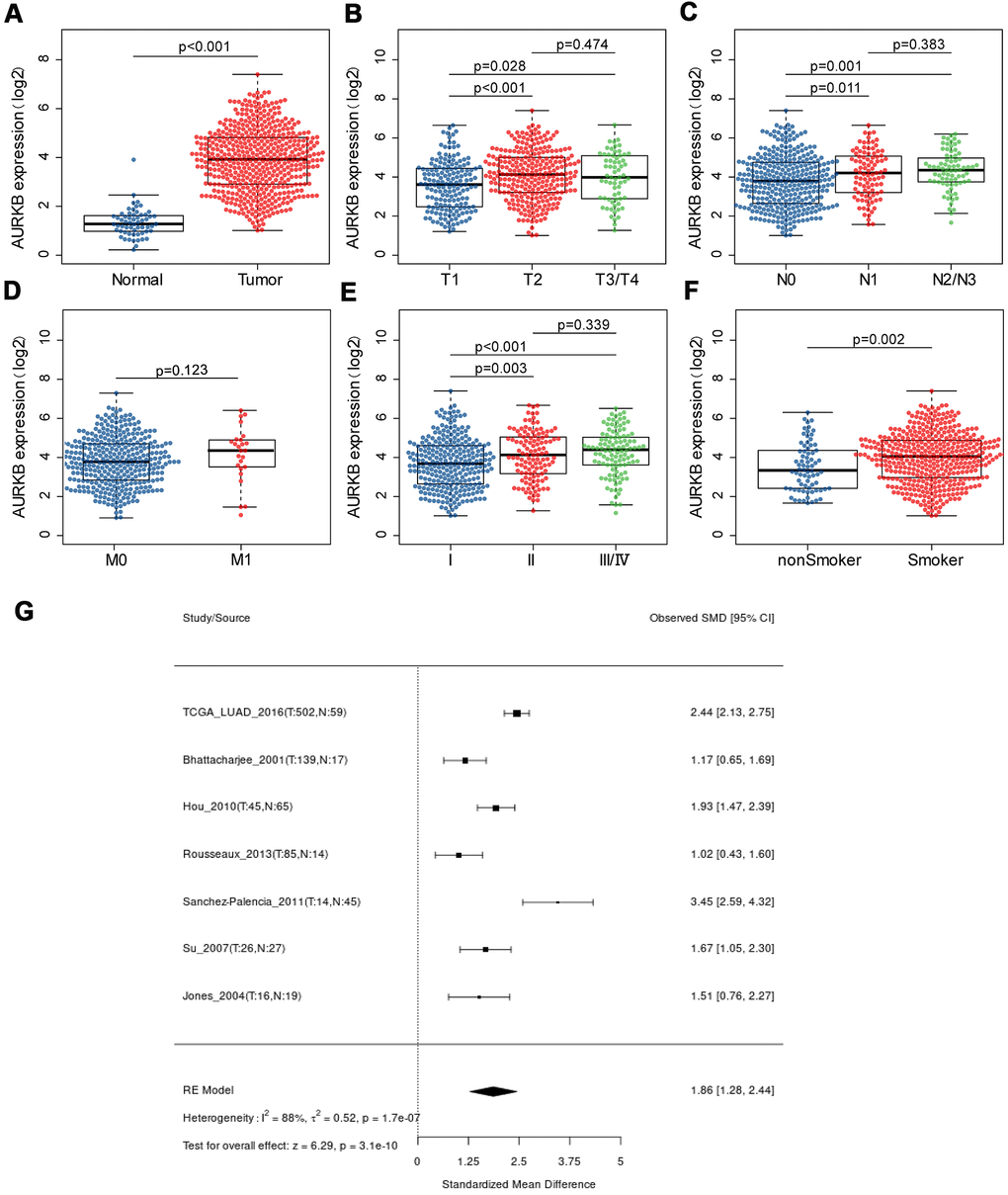 The expression of AURKB in LUAD patients and its association with clinical characteristics. (A) AURKB expression difference between lung adenocarcinoma samples and normal samples; (B–E) AURKB expression in different subgroups characterized by TNM staging system (B) T for tumor size; (C) N for lymph node invasion; (D) M for distant metastasis; (E) stage); (F) AURKB expression in smokers and non-smokers. (G) Meta-analysis of AURKB expression in tumor and normal tissues based on different datasets by Lung Cancer Explorer (LCE).