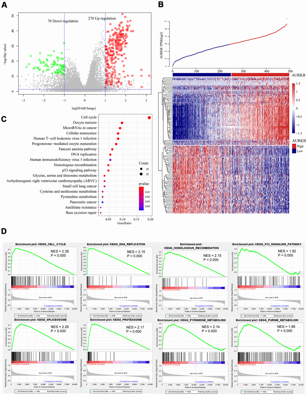 Genome-wide mRNA profiles associated with AURKB expression. (A, B) Volcano plot and heatmap showed the distribution and cluster of DEGs between AURKBhigh and AURKBlow patients. (C) Top 20 pathways were identified through KEGG enrichment analysis by ClusterProfiler R-package, including cell cycle, DNA replication, homologous recombination, and p53 signaling pathway, etc. (D) Significant pathways enriched by GSEA analysis of DEGs between AURKBhigh and AURKBlow patients were shown here: cell cycle, DNA replication, homologous recombination, p53 signaling pathway, spliceosome, proteasome, pyrimidine metabolism, and purine metabolism. Positive values indicate a higher correlation with AURKBhigh patients, while negative values indicate association with AURKBlow patients.