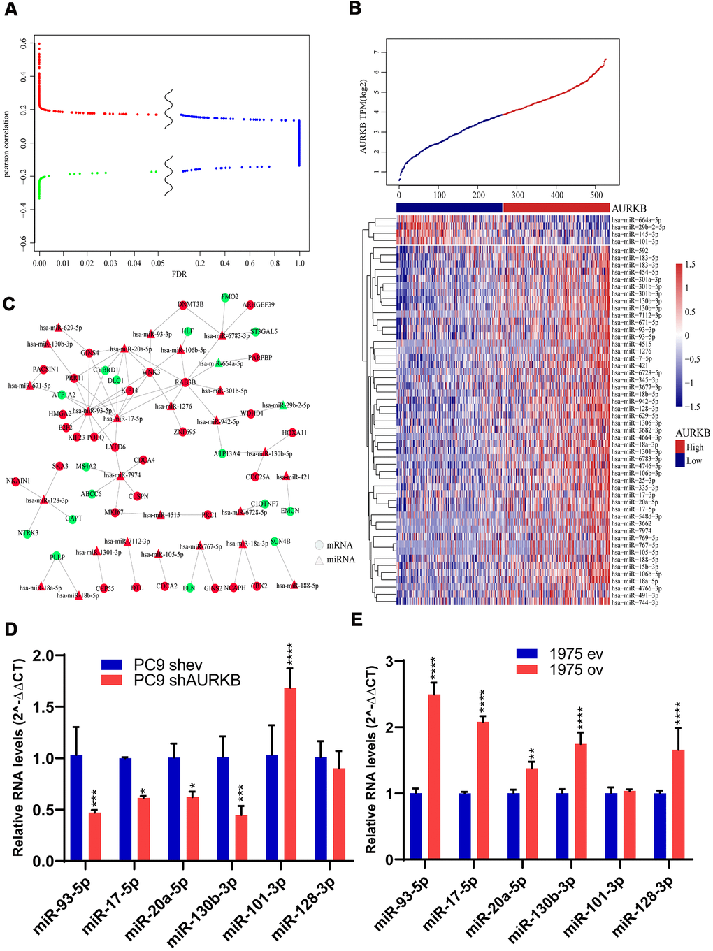 MiRNAs associated with AURKB. (A) Differential volcano map showed the distribution of microRNAs. Red color indicates microRNAs positively correlated with AURKB, green indicates negative ones (Pearson correlation, R>0.13 or  0.05). (B) Clusters of 54 identified miRNAs significantly associated with AURKB, and samples were arranged with increasing expression of AURKB from left to right. (C) Regulatory network analysis of significantly correlated mRNAs and microRNAs, red represents upregulation, and green represents downregulation. (D, E) Relative expression levels of miR-93-5p, miR-17-5p, miR-20a-5p, miR-130b-5p, miR-101-3p, and miR-128-3p in PC9 shev and PC9 shAURKB (AURKB knockdown) cells (D) and 1975 ev and 1975 ov (AURKB overexpression) cells (E) constructed using lentivirus, U6 served as a internal control (2-ΔΔCT method, p