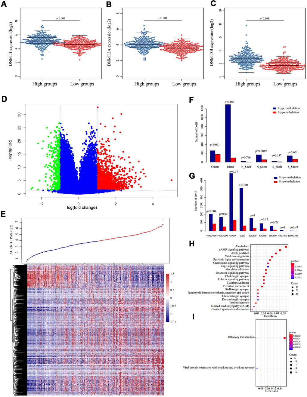 Methylation patterns associated with AURKB expression. (A–C) Expression of three DNA methyltransferases ((A) DNMT1, (B) DNMT3A, (C) DNMT3B) in AURKBhigh and AURKBlow groups, p value as indicated in the figure. (D, E) Volcano plot (D) and heatmap (E) of differentially methylated regions between AURKBhigh and AURKBlow groups (red and green mean significantly DMRs, cutoff fold change 1.3, FDR 0.05). (F, G) Distribution of DMRs on gene’s different structural regions and the distance to TSS. (H, I) KEGG analysis of hypermethylated genes were enriched into 36 pathways, top 20 were listed in (H), while hypomethylated genes were only enriched into two pathways, as shown in (I).