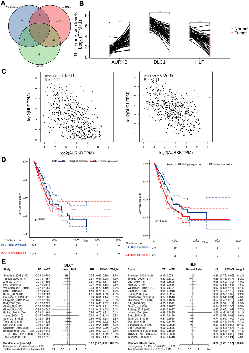 Tumor suppressors (DLC1 and HLF) negatively correlated with AURKB and its associated miRNAs and methylation modification. (A) Venn plot of identified DEGs, differentially expressed microRNAs, and DMRs; (B) the expression levels (Log2(TPM+1)) of AURKB, DLC1, and HLF in paired tumor and adjacent tissues in the TCGA-LUAD cohort. (C) The correlation of HLF or DLC1 with AURKB were analyzed by GEPIA website (HLF: R = -0.29, p = 4.1e-11; DLC1: R = -0.31, p = 5.8e-12). (D) Low expression of DLC1 or HLF led to poor overall survival in the TCGA-LUAD cohort (p = 0.078, 0.0029, respectively). (E) Meta-analysis of DLC1 or HLF expression in the prediction of overall survival in lung adenocarcinoma patients from different datasets by lung cancer explorer (LCE).