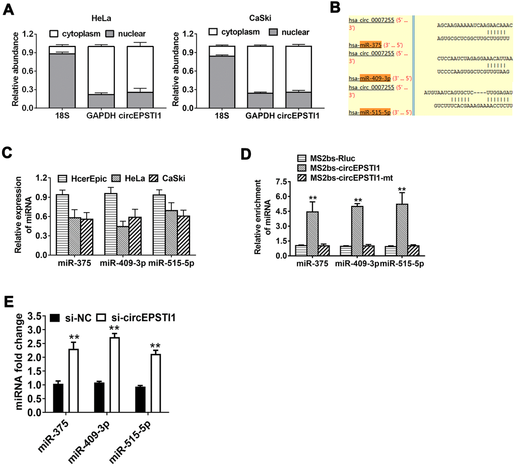 CircEPSTI1 acts as a sponge of miRNAs for miR-375, miR-409-3P and miR-515-5p. (A) The localization of circEPSTI1 in cell was examined in HeLa cells. (B) Schematic diagram of the predicted miR-375, miR-409-3P and miR-515-5p sites in the circEPSTI1. (C) QRT-PCR detected the miR-375, miR-409-3P and miR-515-5p levels in cervical cancer cell lines (HcerEpic, HeLa and CaSki). (D) MS2-based RIP assay in cervical cancer cells transfected with MS2bs-Rluc vector (control), MS2bs-circEPSTI1 vector or MS2bs-circEPSTI1mt vector. (E) Knockdown circEPSTI1 significantly upregulated the expression level of miR-375/409-3P/515-5p. **, P 