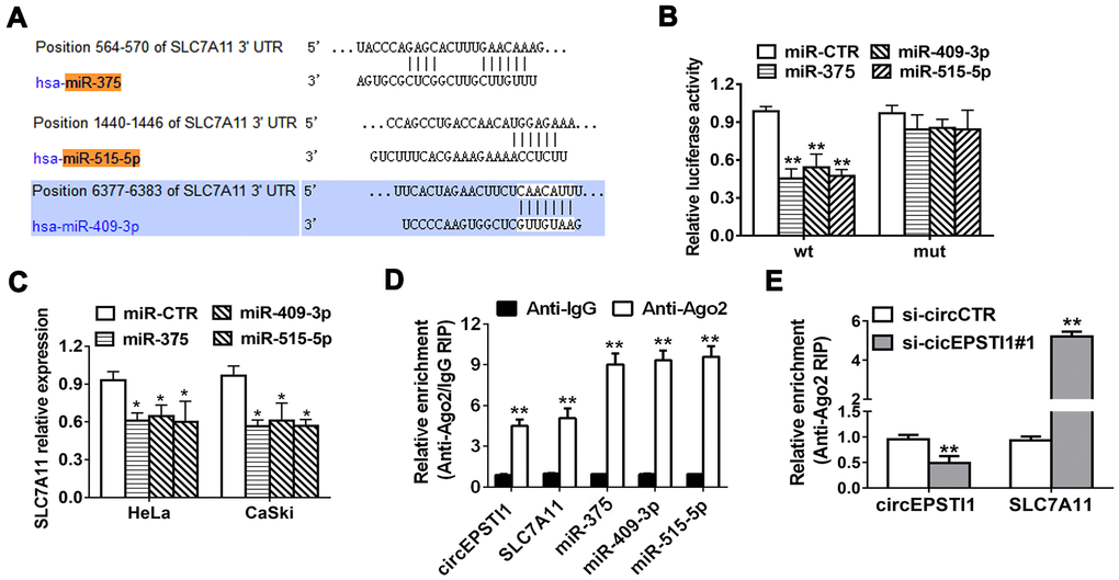 SLC7A11 acts as the target of miR-375/409-3P/515-5p and is inhibited via circEPSTI1 knockdown. (A) Schematic diagram of the predicted miR-375, miR-409-3P and miR-515-5p sites in the 3′UTR of SLC7A11 mRNA. (B) Luciferase assay of cancer cells cotransfected with miR-375, miR-409-3P and miR-515-5p mimics and a luciferase vector containing SLC7A11-3'UTR-wt or mutant constructs with mutated miR-375/409-3P/515-5p binding sites (SLC7A11-3'UTR-mut). (C) SLC7A11 expression after transfection with miR-375, miR-409-3p, miR-515-5p mimics and scrambled control detected by QRT-PCR analysis. (D) RIP assay revealed that the enrichment of circEPSTI1, SLC7A11 and miR-375, miR-409-3P and miR-515-5p on Ago2 relative IgG. (E) A RIP on Ago2 was conducted. *, P P 