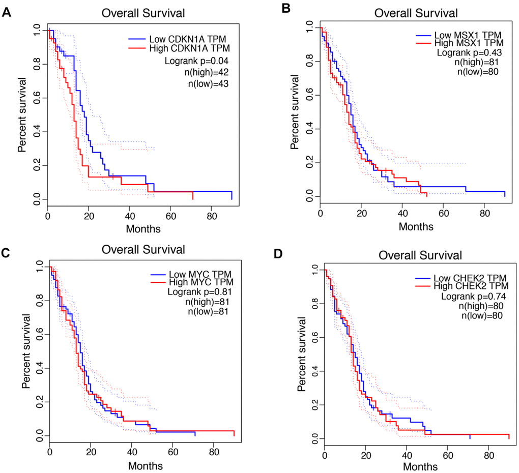 Prognostic values of CDKN1A, MSX1, MYC and CHEK2 in GBM. (A–D) Kaplan-Meier analysis of overall survival between the samples with high expression of the four genes and those with low expression in GBM by using the GEPIA database.