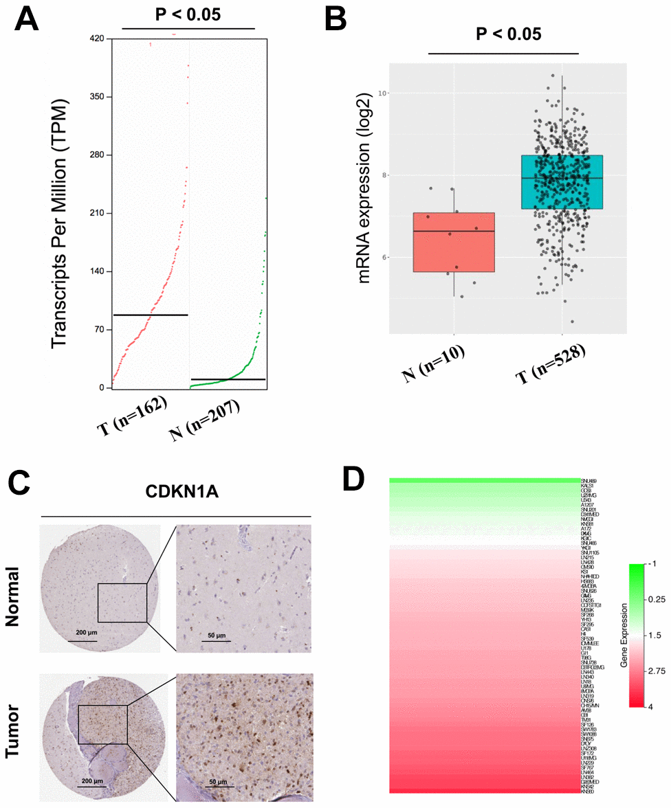 Analysis of the CDKN1A expression levels in GBM tissues and cell lines. (A, B) The mRNA expression of CDKN1A in GBM tissues was detected by using the GEPIA and GlioVis databases. (C) the Human Protein Atlas project showed representative immunohistochemical images of CDKN1A in GBM tissues compared with surrounding normal tissues. (D) The expression levels of CDKN1A in GBM cell lines was detected by using the CCLE database.