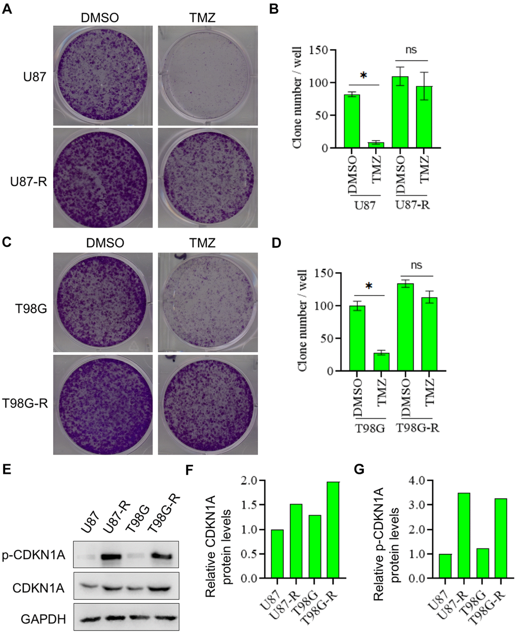 CDKN1A and p-CDKN1A were highly expressed in TMZ-resistant glioma cells. (A, B) Compared with U87 cells, U87-R cells were significantly more resistant to the therapy of TMZ by using the colony formation assay. (C, D) Compared with T98G cells, T98G-R cells were significantly more resistant to the therapy of TMZ by using the colony formation assay. (E–G) Compared with U87 and T98G cells, the protein expression levels of CDKN1A and p-CDKN1A were significantly higher in U87-R and T98G-R cells, respectively. The results were presented as means ± SD (n = 3 for each panel). Statistical significance was concluded at *P 