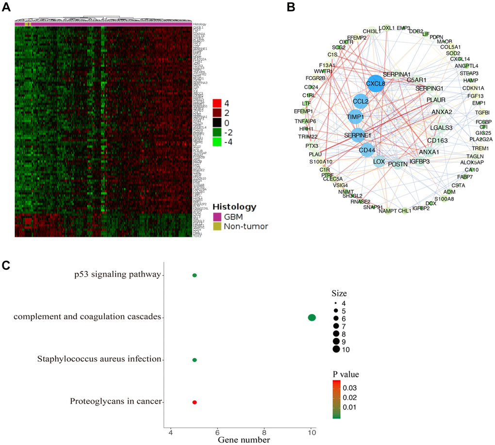Functional enrichment analysis of CDKN1A-associated coexpression genes. (A) The coexpression genes of CDKN1A were shown as a heatmap via GlioVis. (B) The PPI network of CDKN1A-associated coexpression genes was created by the STRING and Cytoscape software. (C) The significant KEGG pathways associated with the CDKN1A coexpression genes were identified using the DAVID database.