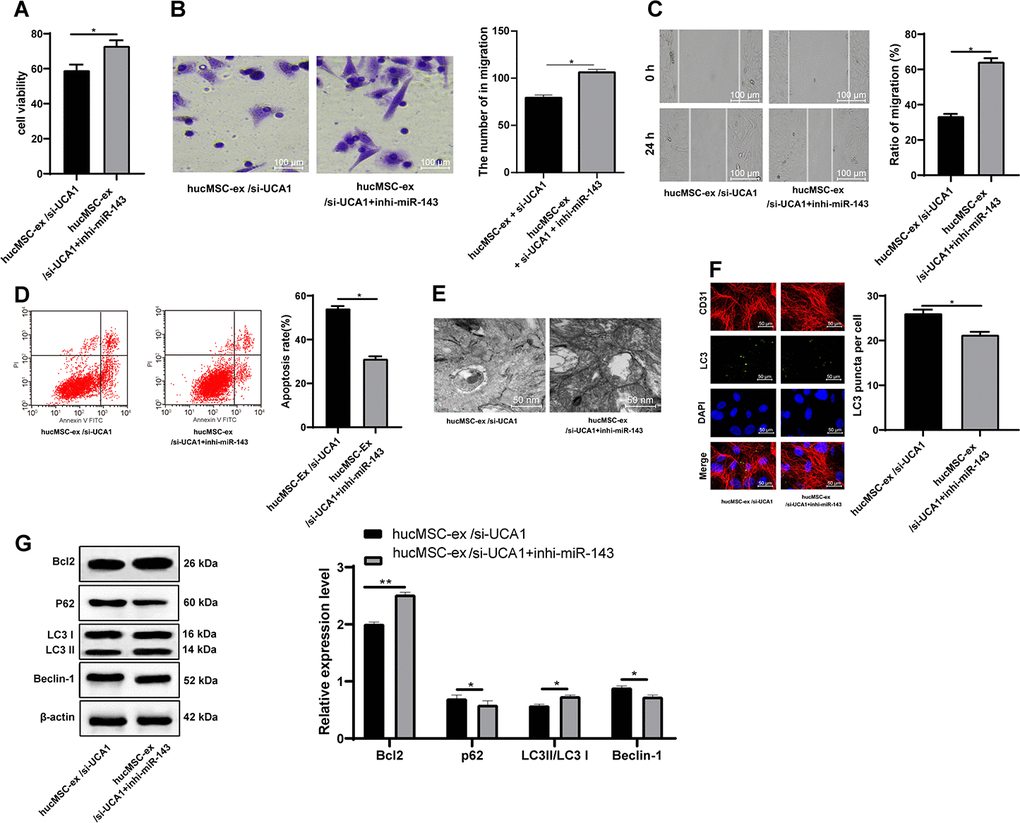 LncRNA UCA1 in hUCMSC-ex protects CMECs against autophagy following H/R injury through impairing miR-143-targeted inhibition of Bcl-2. (A) Viability of CMECs detected by CCK-8. (B) Invasion of CMECs assessed by Transwell assay. (C) Migration of CMECs evaluated by scratch test. (E) Transmission electron microscopic observation of autophagosomes; (F) Fluorescence localization of LC3 in CMECs under exposure to H/R injury. LC3 was labeled as green fluorescence, nucleus were labeled by DAPI and CMEC marker CD31 was labeled as red fluorescence. (G) LC3-II/LC3-I and Beclin-1 protein levels in CMECs under exposure to H/R injury measured by Western blot assay. *p vs. the control group; # p vs. the H/R group. All experiments were repeated 3 times. Data in panels (A–G) were analyzed with independent t test.