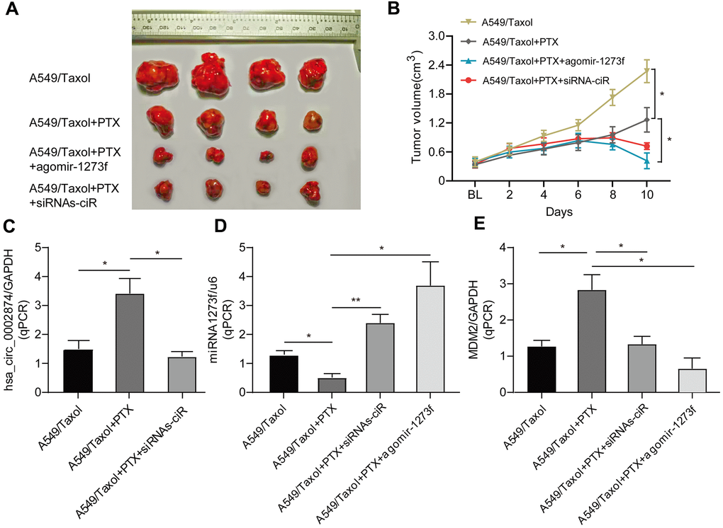 Effect of agomir-1273f and siRNAs-ciR on tumor growth in drug-resistant xenograft model. (A) The gross morphology of tumors measured on day 10 after injecting agomir-1273f plus PTX, siRNAs-ciR plus PTX or PTX. (B) Growth curves of subcutaneous xenograft tumors. Tumor volumes were calculated as length × (square of width) /2. (C–E) qPCR analysis was performed to detect the expression of hsa