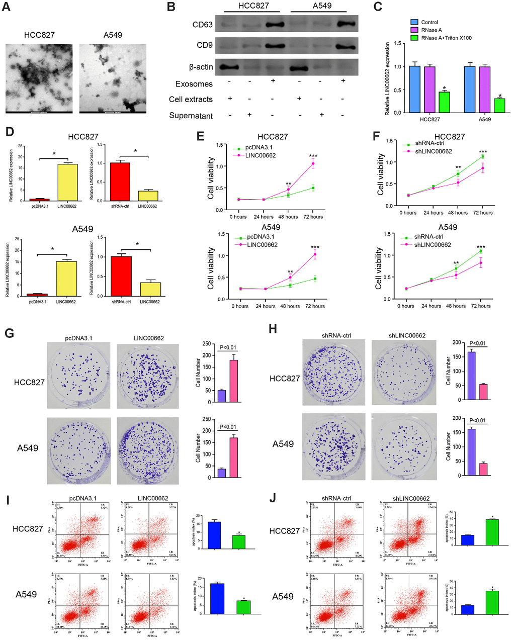 Exosomal LINC00662 promotes proliferation and inhibits apoptosis of NSCLC cells. (A) The characteristics of exosomes were analyzed by the transmission electron microscopy (TEM) in the HCC827 and A549 cells. (B) The expression of CD9 and CD63 was measured by the Western blot analysis in the exosome of the HCC827 and A549 cells. (C) The expression of LINC00662 was tested by qPCR in the HCC827 and A549 cells treated with RNase A (1 μg/mL) or co-treated with RNase A (1 μg/mL) and Triton X100 (0.1%). (D–J) The HCC827 and A549 cells were infected with the lentiviral plasmids carrying LINC00662 shRNA (shLINC00662) or corresponding control shRNA (shNC), or transfected with the LINC00662 overexpression vector or the corresponding control vector, and the exosomes were extracted and further treated the cells. (D) The efficiency of the LINC00662 depletion and the LINC00662 overexpression was validated by qPCR assays in the cells. (E, F) The cell viability was analyzed by the MTT assays in the cells. (G, H) The cell proliferation was measured by the colony formation assays in the cells. (I, J) The cell apoptosis was measure by flow cytometry analysis in the cells. Data are presented as mean ± SD. Statistic significant differences were indicated: * P P 