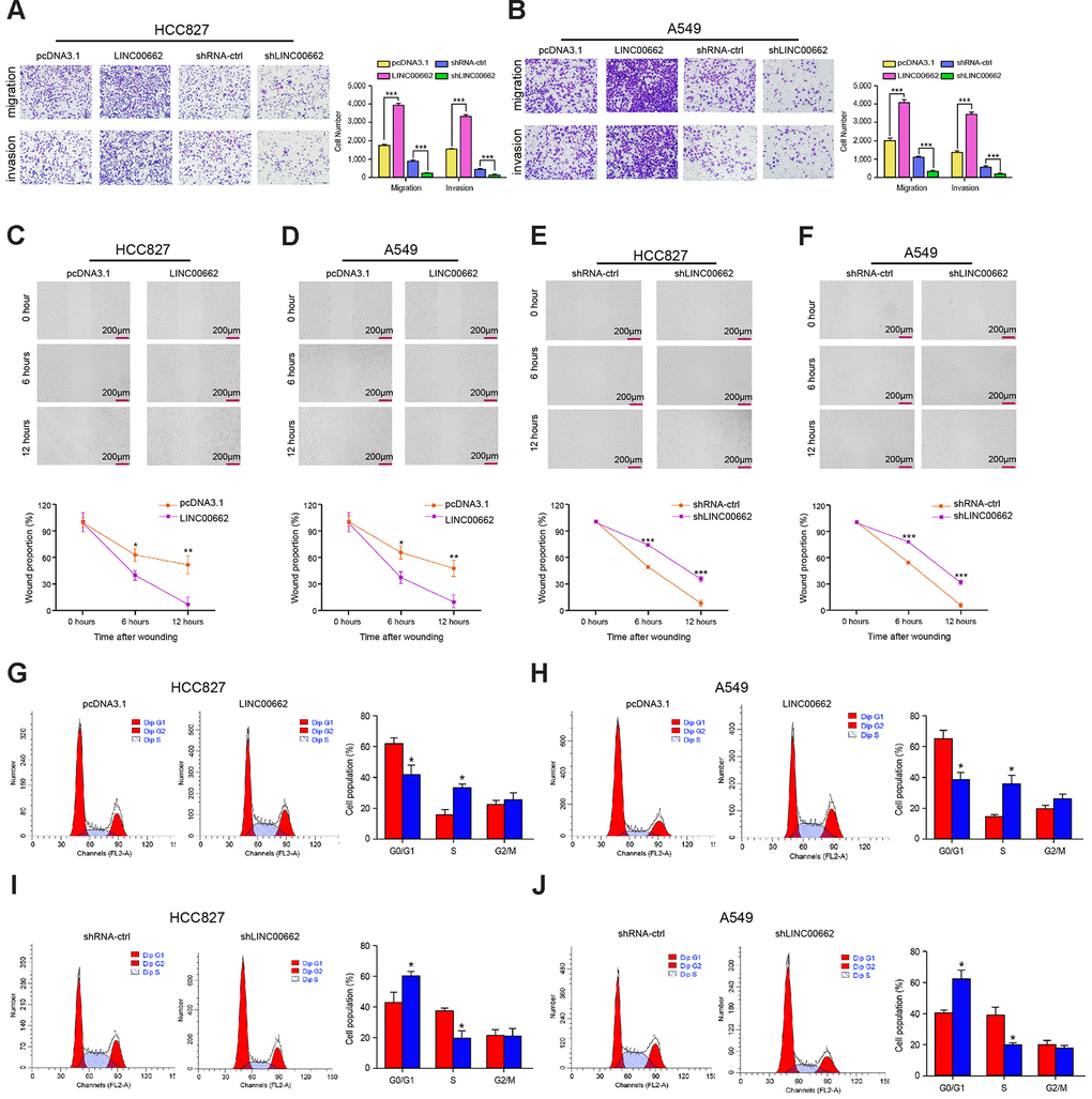 Exosomal LINC00662 promotes invasion and migration of NSCLC cells. (A–F) The HCC827 and A549 cells were infected with the lentiviral plasmids carrying LINC00662 shRNA (shLINC00662) or corresponding control shRNA (shNC), or transfected with the LINC00662 overexpression vector or the corresponding control vector, and the exosomes were extracted and further treated the cells. (A, B) The cell migration and invasion were examined by transwell assays in the cells. (C–F) The migration and invasion were measured by wound healing assays in the cells. The wound healing proportion was shown. (G–J) The cell cycle was analyzed by flow cytometry analysis in the cells. Data are presented as mean ± SD. Statistic significant differences were indicated: * P P 