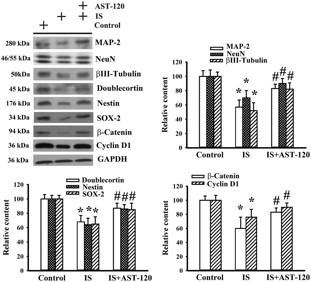 Indoxyl sulfate decreased parameters of neuronal cell survival and neural stem cells. Unilateral nephrectomized mice were intraperitoneally injected with indoxyl sulfate (IS, 0 and 100 mg/kg) and the indoxyl sulfate-injected mice were orally given with AST-120 (0 and 400 mg/kg) for 7 weeks. Proteins were extracted from the isolated prefrontal cortical tissues and subjected to Western blot with the indicated antibodies. Representative blots and the quantitative data are shown. *p 