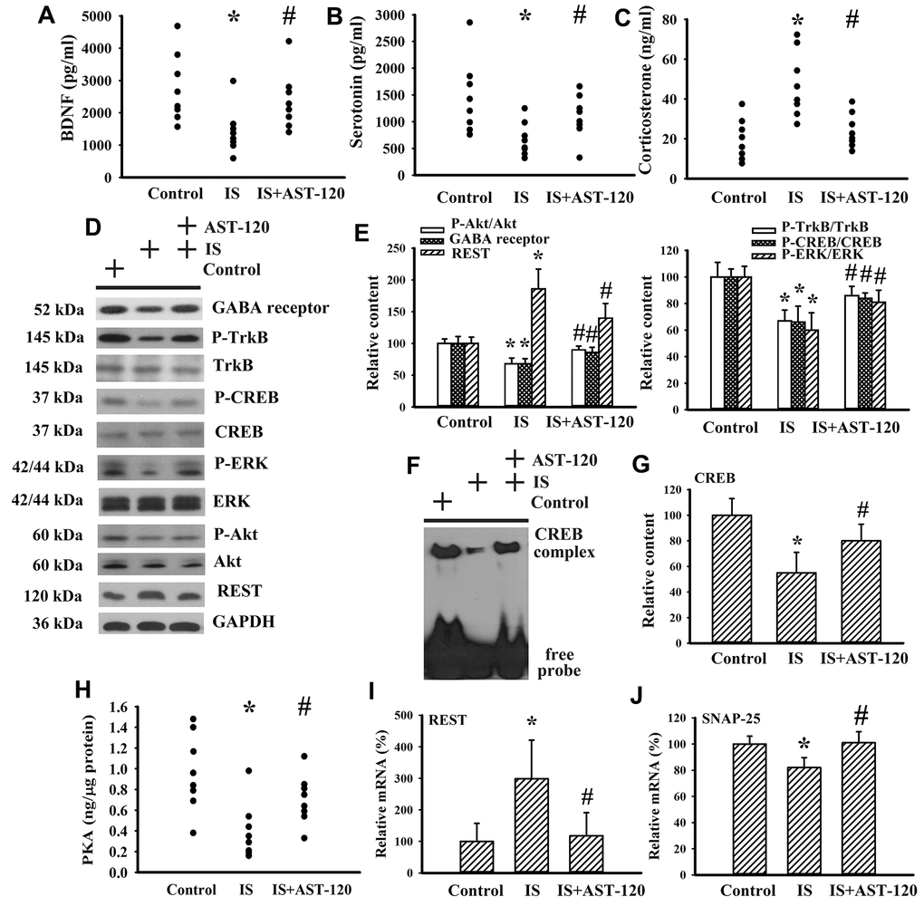 Indoxyl sulfate decreased parameters of neurotrophins. Unilateral nephrectomized mice were intraperitoneally injected with indoxyl sulfate (IS, 0 and 100 mg/kg) and the indoxyl sulfate-injected mice were orally given with AST-120 (0 and 400 mg/kg) for 7 weeks. The serum samples were collected and subjected to the measurement of BDNF (A), serotonin (B), and corticosterone (C) levels. Proteins were extracted from the isolated prefrontal cortical tissues and subjected to Western blot with the indicated antibodies. Representative blots (D) and the quantitative data (E) are shown. Nuclear proteins were extracted from the isolated prefrontal cortical tissues and subjected to EMSA for measurement of CREB DNA binding activity. Representative blots (F) and the quantitative data (G) are shown. (H) The prefrontal cortical tissues were isolated and subjected to the measurement of PKA activity. Total RNAs were extracted from the isolated prefrontal cortical tissues and subjected to quantitative RT-PCR for the measurement of REST (I) and SNAP-25 (J) mRNA level. *p 