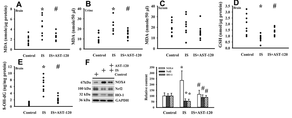 Indoxyl sulfate induced oxidative stress. Unilateral nephrectomized mice were intraperitoneally injected with indoxyl sulfate (IS, 0 and 100 mg/kg) and the indoxyl sulfate-injected mice were orally given with AST-120 (0 and 400 mg/kg) for 7 weeks. The prefrontal cortical tissues (A), urine (B, 24 hours), and serum (C) were collected and subjected to the measurement of MDA level. The prefrontal cortical tissues were collected and subjected to the measurement of GSH content (D). The prefrontal cortical tissues were collected and subjected to the measurement of 8-OH-dG content (E). Proteins were extracted from the isolated prefrontal cortical tissues and subjected to Western blot with the indicated antibodies. Representative blots and the quantitative data are shown (F). *p 
