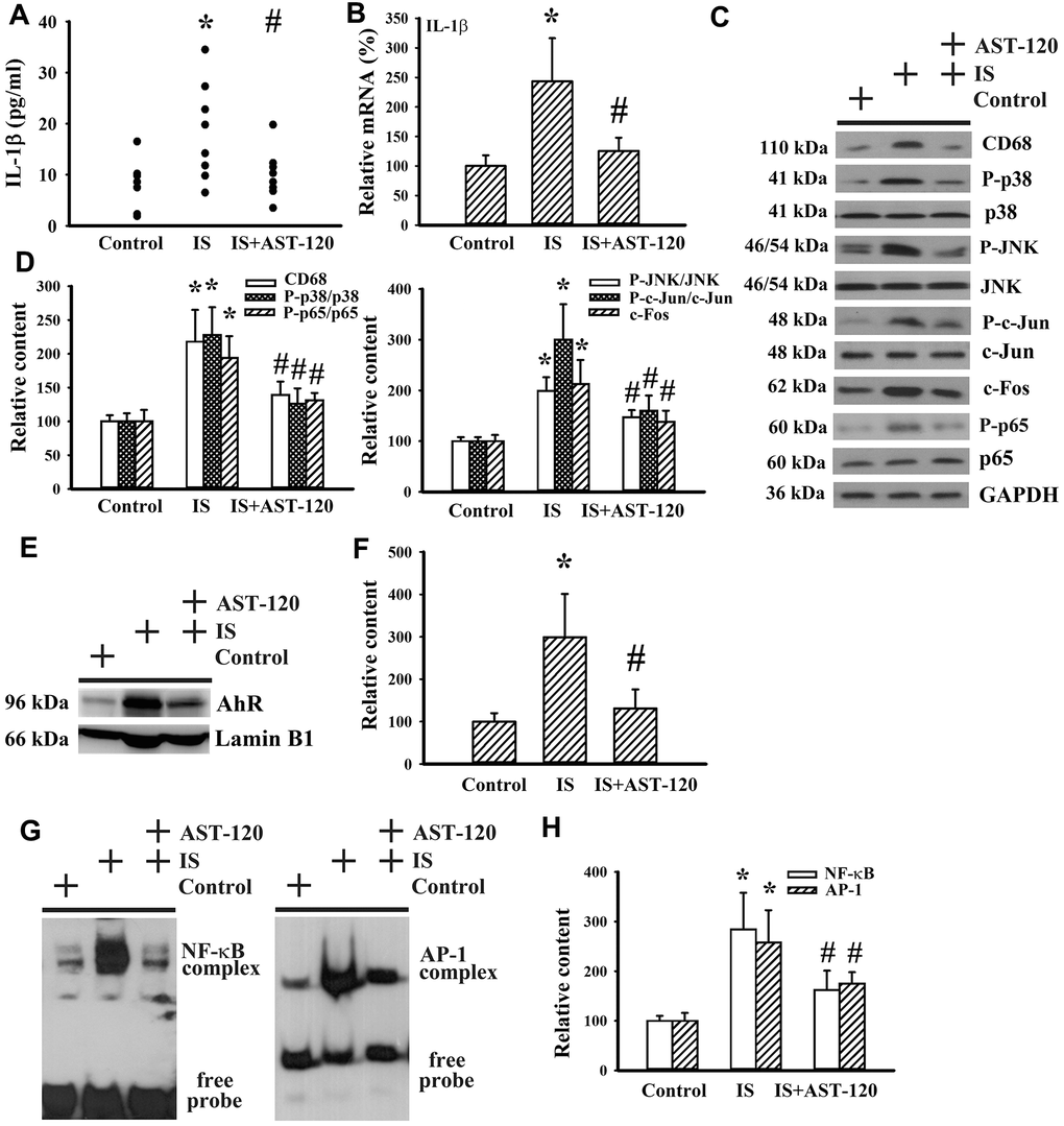 Indoxyl sulfate induced neuroinflammation. Unilateral nephrectomized mice were intraperitoneally injected with indoxyl sulfate (IS, 0 and 100 mg/kg) and the indoxyl sulfate-injected mice were orally given with AST-120 (0 and 400 mg/kg) for 7 weeks. (A) The serum samples were collected and subjected to the measurement of IL-1β level. (B) Total RNAs were extracted from the isolated prefrontal cortical tissues and subjected to quantitative RT-PCR for the measurement of IL-1β mRNA level. Proteins were extracted from the isolated prefrontal cortical tissues and subjected to Western blot with the indicated antibodies. Representative blots (C) and the quantitative data (D) are shown. Nuclear proteins were extracted from the isolated prefrontal cortical tissues and subjected to Western blot with the indicated antibodies. Representative blots (E) and the quantitative data (F) are shown. Nuclear proteins were extracted from the isolated prefrontal cortical tissues and subjected to EMSA for the measurement of NF- κB and AP-1 DNA binding activity. Representative blots (G) and the quantitative data (H) are shown. *p 