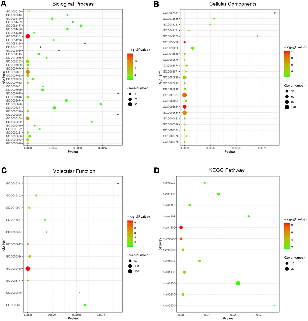 Functional annotation of co-DEGs between OSC tissues and normal ovary tissues using GO terms of BP, CC, MF and KEGG pathway. Bubble map for Go terms of BP (A), CC (B), MF (C) and KEGG pathway (D).