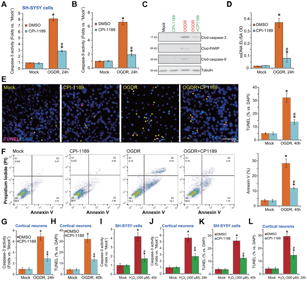 CPI-1189 inhibits OGDR-induced apoptosis activation in neuronal cells. SH-SY5Y neuronal cells (A–F, I–K) or primary murine cortical neurons (G, H, J–L) were pretreated for 1h with CPI-1189 (100 nM) and stimulated with OGDR or hydrogen peroxide (H2O2, 300 μM), cells were cultured for applied time periods, caspase activation and cell apoptosis were tested by the assays mentioned in the text. Quantified values were mean ± standard deviation (SD, n=5). * P vs. “Mock” cells. #P vs. cells with OGDR stimulation/H2O2 treatment but “DMSO (0.1%)” pretreatment. Experiments were repeated three times, with similar results obtained. Scale bar= 100 μm (E).