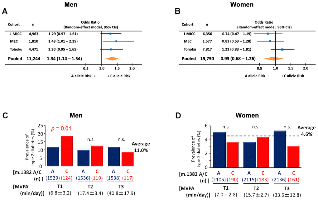 The prevalence of type 2 diabetes in m.1382A>C polymorphism carriers. (A) Forest plot for meta-analysis (pooled random effects) on the prevalence of type 2 diabetes in males. Odds ratios are adjusted by age and BMI. Test for the pooled effect, Z = 2.86, p 2 = 0%, p = 0.84). (B) Forest plot for meta-analysis (pooled random effects) on the prevalence of type 2 diabetes in female. Odds ratios are adjusted by age and BMI. Test for the pooled effect, Z = -0.46, p = 0.64. Heterogeneity was insignificant (I2 = 33.6%, p = 0.22). In Japan Multi-Institutional Collaborative Cohort (J-MICC) study, m.1382A>C polymorphism carriers divided by tertile of physical activity in (C) males and (D) females. Activity was assessed by the degree of moderate-to-vigorous intensity physical activity (MVPA). In men only, sedentary levels of MVPA were associated with an increased risk of diabetes in the C allele. Cochran-Armitage trend test of m.1382 C allele for men, χ2 = 6.26, p = 0.012. Cochran-Armitage trend test of m.1382 A allele for females, χ2 = 0.03, p = 0.861.