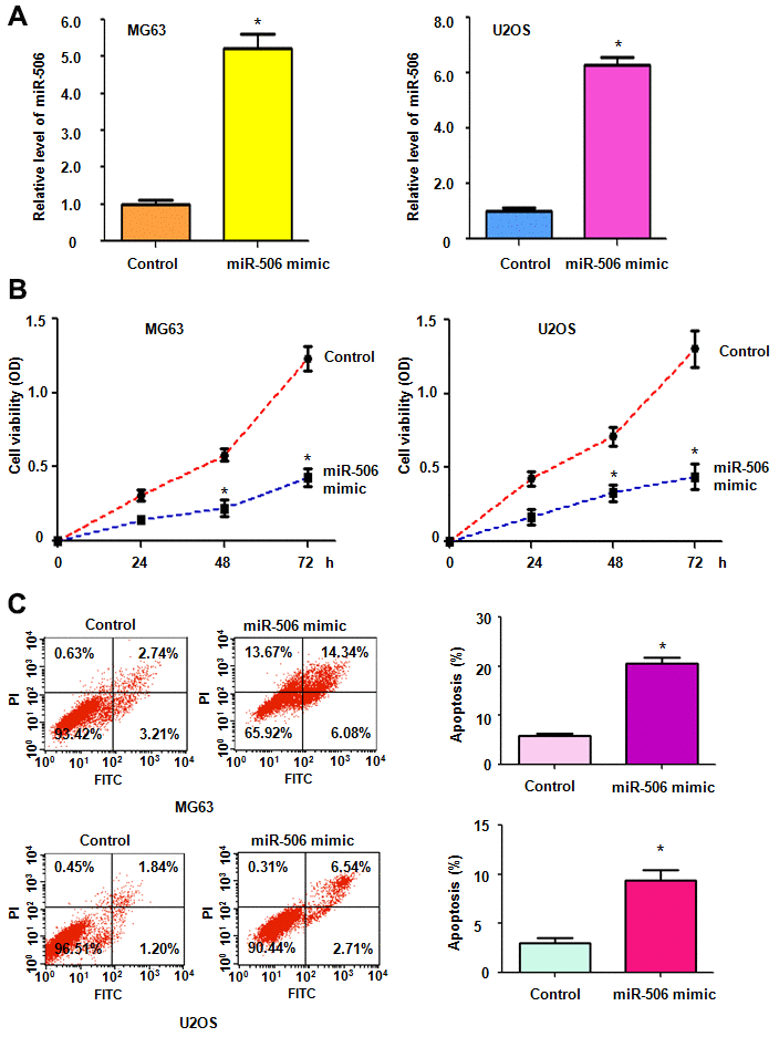 Upregulation of miR-506 suppresses cell viability. (A) The miR-506 level was evaluated by RT-PCR in osteosarcoma cells transfected with miR-506 mimics. *p B) Cell viability was detected by MTT method in MG63 and U2OS cells after miR-506 overexpression. (C) Left panel: Apoptosis was evaluated by flow cytometry in osteosarcoma cells after miR-506 mimic transfection. Right panel: Quantification of apoptosis results.