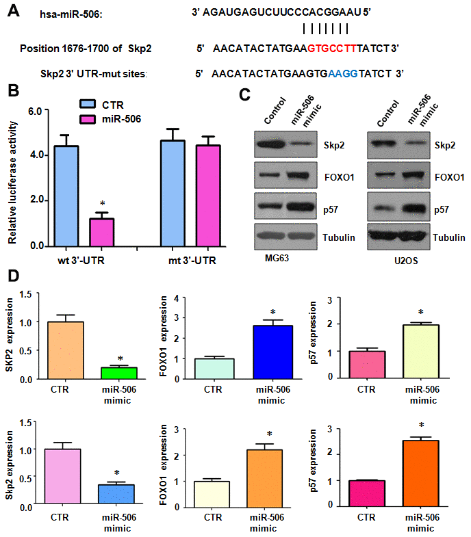 Skp2 is a target of miR-506. (A) The interaction between miR-506 and the Skp2 3’UTR is shown. Mutation of the putative miR-506–binding site on the Skp2 3’UTR is presented. (B) A luciferase reporter assay was carried out to test the binding of miR-506 to the Skp2 3’-UTR. CTR: Control. WT: wild type; Mt: mutation. (C) Western blotting detection of the protein level of Skp2 and its targets in osteosarcoma cells transfected with miR-506 mimics. (D) Quantitative results of (C). *p 