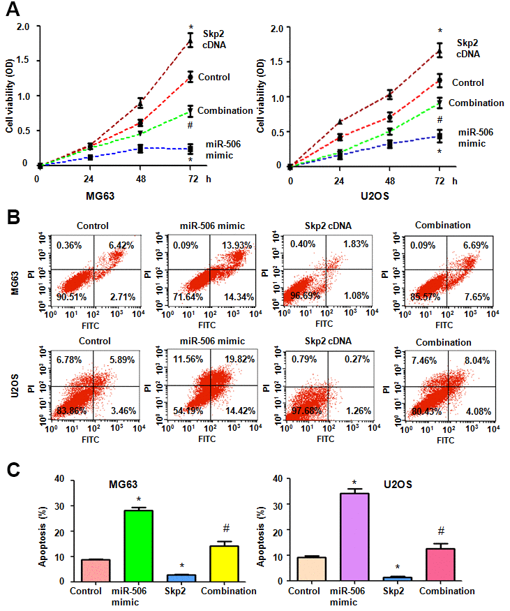 Skp2 overexpression abrogates miR-506-mediated cell viability inhibition and apoptosis induction. (A) Viability was detected by MTT in osteosarcoma cells after miR-506 overexpression and Skp2 upregulation. *p #PB) Apoptosis was examined by flow cytometry in osteosarcoma cells after miR-506 mimic transfection and Skp2 upregulation. (C) Quantification of apoptosis results.