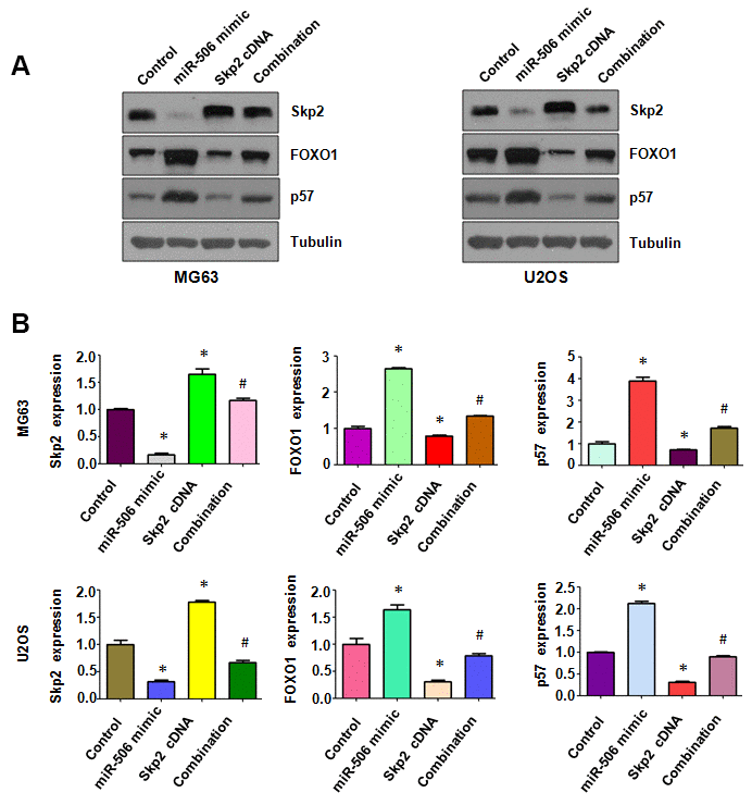 Skp2 overexpression attenuates miR-506-induced upregulation of FOXO1 and p57. (A) Western blotting detection of the protein level of Skp2 and its targets in osteosarcoma cells after miR-506 mimic transfection and Skp2 upregulation. (B) Quantitative results of (A). *p #p 