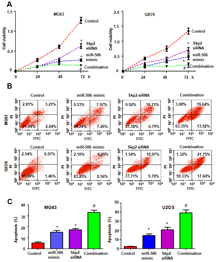 Skp2 downregulation enhances miR-506-mediated viability inhibition and apoptosis induction. (A) Viability was examined by MTT assay in cells after miR-506 overexpression and Skp2 downregulation. *p #PB) Apoptosis was examined by flow cytometry in osteosarcoma cells after miR-506 mimic transfection and Skp2 downregulation. (C) Quantification of apoptosis results.