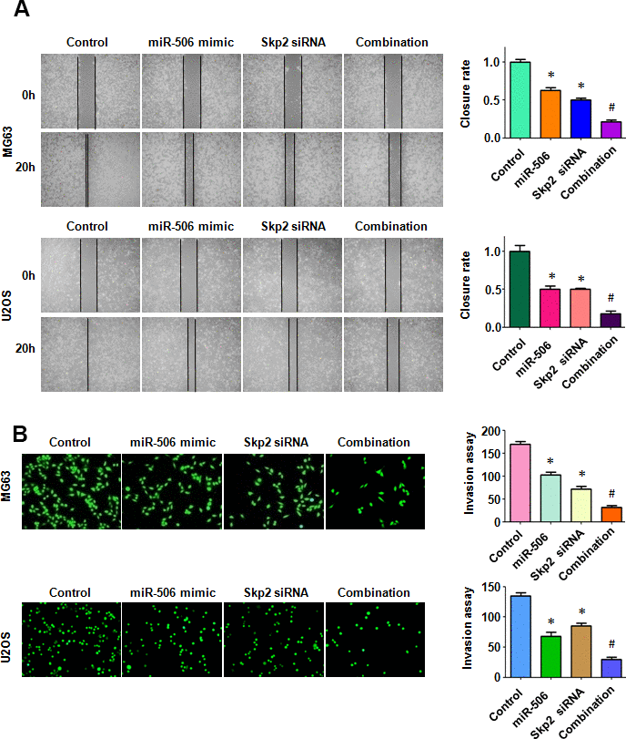 Skp2 downregulation enhances miR-506-induced inhibition of motility. (A) Left: Wound healing assay was conducted in osteosarcoma cells after miR-506 mimic transfection and Skp2 downregulation. Right: Quantitative results of migration. *p #PB) Left: Invasion ability was examined by Transwell assay in osteosarcoma cells after miR-506 mimic transfection and Skp2 downregulation. Right: Quantitative results of invasion.