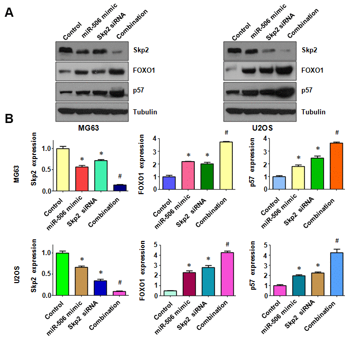 Skp2 downregulation enhances miR-506-induced upregulation of FOXO1 and p57. (A) Immunoblotting was done to evaluate the protein level of Skp2 and its targets in osteosarcoma cells after miR-506 mimic transfection and Skp2 downregulation. (B) Quantitative results of (A). *p #p 