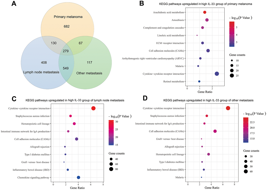 Differentially expressed genes and enriched pathways. (A) Venn diagram depicting genes expressed at higher levels in the high IL-33 groups; bubble plots depicting upregulated KEGG pathways in the high IL-33 groups of the primary melanoma sub-cohort (B), the LN metastasis sub-cohort (C), and the other metastasis sub-cohort (D).