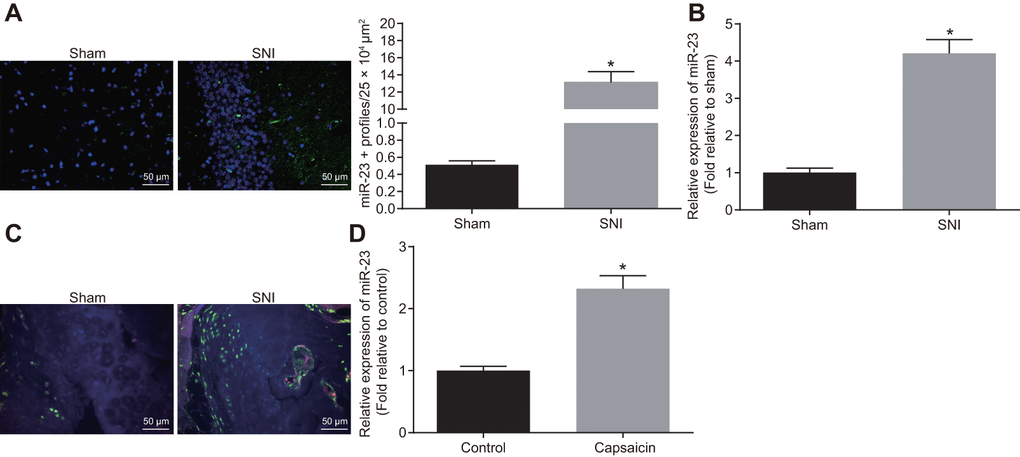 miR-23a is upregulated in DRG neurons derived from mice after SNI. (A) miR-23a expression in contralateral L5 DRG neurons at 7 day after model establishment, normalized to U6 (Scale bar = 50 μm) and quantitative histogram of miR-23a + neurons using FISH; (B) miR-23a expression in DRG neurons of sham-operated and SNI mice were determined using RT-qPCR, normalized to U6; (C) macrophages in DRG (F4/80+ cells, red) and miR-23a (green) detected using FISH and immunohistochemistry (Scale bar = 50 μm); (D) miR-23a expression in DRG neurons treated with 0.001% DMSO in HEPES buffer + glucose (1 mg/mL) and with capsaicin (1 μM), normalized to U6. Values obtained from three independent experiments are expressed as mean ± SD and analyzed by unpaired t-test. * indicates p 