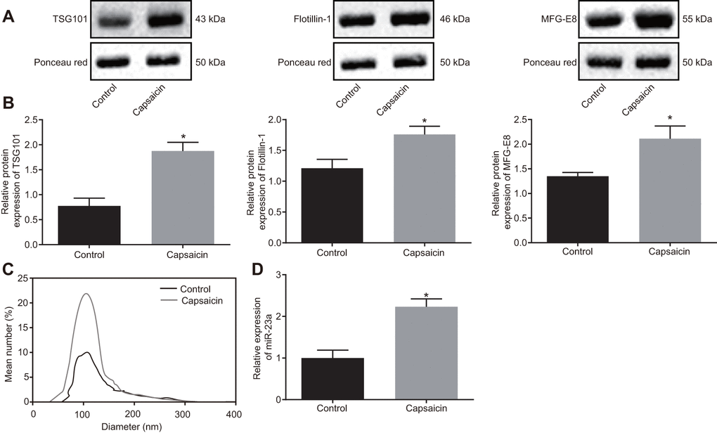 EVs-encapsulated miR-23a is enriched in cultured DRG neurons following capsaicin induction. (A) representative Western blots of TSG101, Flotillin-1, and MFG-E8 proteins in DRG neurons treated with capsaicin, normalized to β-actin; (B) quantitation of the protein levels of TSG101, Flotillin-1, and MFG-E8 in DRG neurons treated with capsaicin measured using Western blot analysis, normalized to β-actin; (C) EVs detected by NanoSight; (D) miR-23a expression in DRG neurons treated with capsaicin determined using RT-qPCR, normalized to U6. Values obtained from three independent experiments are expressed as mean ± SD and analyzed by unpaired t-test. * indicates p 