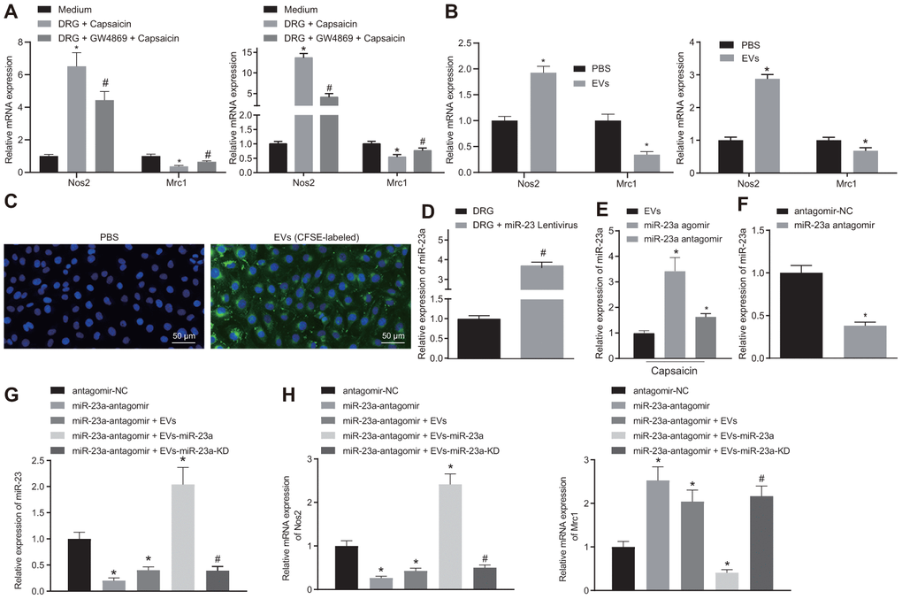 DRG sensory neurons transferred miR-23a to macrophages via EVs to enhance M1 polarization in vitro. (A) mRNA expression of Nos2 (M1) and Mrc1 (M2) in macrophages co-cultured with DRG neurons and treated with EV release inhibitor GW4869 (RT-qPCR, normalized to U6); (B) mRNA expression of Nos2 (M1) and Mrc1 (M2) in macrophages treated with DRG-secreted EVs induced by capsaicin determined using RT-qPCR, normalized to β-actin; (C) DRG neuron-derived EVs in macrophages observed using immunofluorescence staining (Scale bar = 50 μm); (D) miR-23a expression in DRG neurons treated with lentivirus-overexpressing miR-23a determined using RT-qPCR, normalized to U6; (E) miR-23a expression in DRG neurons treated with lentivirus-overexpressing miR-23a following capsaicin treatment determined using RT-qPCR, normalized to U6; (F) miR-23a expression in macrophages determined using RT-qPCR, normalized to U6; (G) miR-23a expression in macrophages with miR-23a knockdown and then treated with EVs determined using RT-qPCR, normalized to U6; (H) mRNA expression of Nos2 (M1) and Mrc1 (M2) in macrophages with miR-23a knockdown and then treated with EVs determined using RT-qPCR, normalized to β-actin. Values obtained from three independent experiments are expressed as mean ± SD and analyzed by unpaired t-test between two groups and by one-way ANOVA, followed by Bonferroni’s multiple comparison test among multiple groups. * p vs. apical chamber in transwell added with F-12 medium, DRG neurons, or DRG neurons treated with antagomir-NC plasmids; # p vs. DRG neurons, or DRG neurons treated with antagomir-NC + EVs-miR-23a. Cell experiment was independently repeated for three times.
