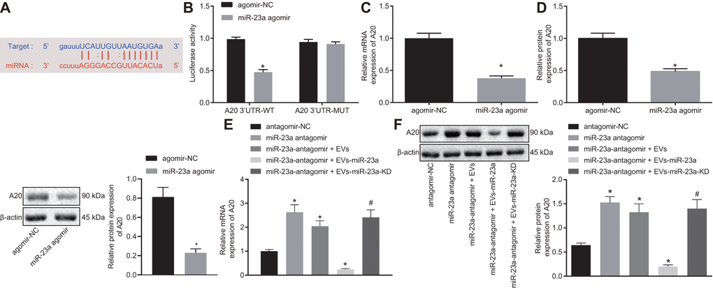miR-23a targets and negatively regulates A20. (A) predicted binding sites between miR-23a and A20 mRNA 3’-UTR; (B) detection of luciferase activity using dual-luciferase reporter assay; (C) A20 mRNA expression in macrophages after elevated expression of miR-185 by its specific agomir determined using RT-qPCR, normalized to β-actin; (D) A20 protein level in macrophages after elevated expression of miR-185 by its specific agomir determined using Western blot analysis, normalized to β-actin; (E) A20 mRNA expression in macrophages co-cultured with EVs determined using RT-qPCR, normalized to β-actin; (F) A20 protein level in macrophages co-cultured with EVs determined using Western blot analysis, normalized to β-actin. Values obtained from three independent experiments are expressed as mean ± SD and analyzed by unpaired t-test between two groups and by one-way ANOVA, followed by Bonferroni’s multiple comparison test among multiple groups; n = 3 cultures. * p vs. macrophages treated with antagomir-NC plasmids; # p vs. macrophages treated with antagomir-NC + miR-23a expression EVs. Cell experiment was independently repeated for three times.