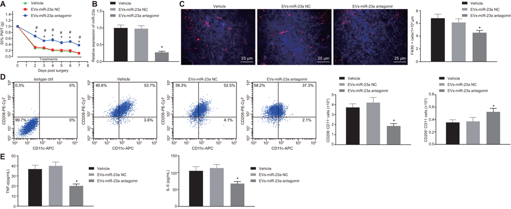 Delivery of decreased miR-23a by DRG neuron-derived EVs reduces neuropathic hypersensitivity and recruitment of M1 macrophages in vivo. SNI mice were treated with intrathecal administration of EVs-treated miR-23a antagomir-transfected DRG neurons. (A) effect of intrathecal injection of EVs-miR-23a antagomir on mechanical hypersensitivity for 7 days, which was expressed as mean ± SD of 50% PWT; n (vehicle mice) = 6, n (oligomer-treated mice) = 12; * p vs. vehicle mice; # p vs. oligomer-treated mice. Values obtained from three independent experiments in triplicate are expressed as mean ± SD and analyzed by two-way ANOVA, followed by Tukey’s test among multiple groups. (B) miR-23a expression in DRG determined using RT-qPCR, normalized to U6; (C) Immunostaining of macrophages (F4/80+ cells, red), and nuclei (DAPI, blue) in SNI DRG (scale bar = 25 μm); (D) Macrophage phenotyping [M1 macrophages (CD206-CD11c+) and M2 macrophages (CD206+CD11c-)] in DRG analyzed using flow cytometry; (E) levels of TNF-α and IL-6 in L4-L5 DRG tissues measured using ELISA. Values obtained from three independent experiments are expressed as mean ± SD and analyzed by unpaired t-test between two groups in panel (B–E). * p vs. mice treated with EVs-miR-23a-NC or vehicle. Cell experiment was independently repeated for three times.