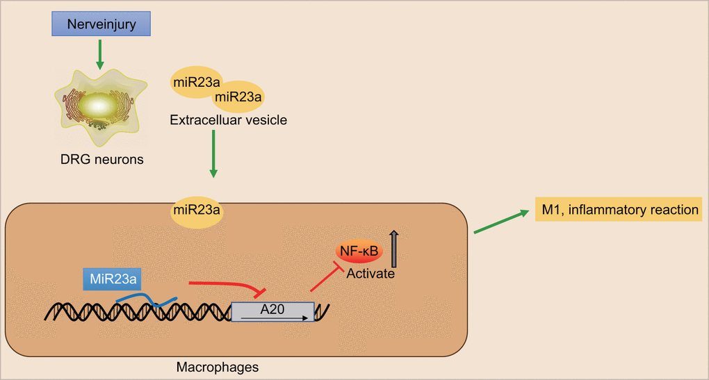 The scheme illustrates the mechanism of action of miR-23a in the nerve injury and pain initiation. Sensory neuron-derived EVs-encapsulated miR-23a exacerbates neuropathic pain and promotes M1 polarization of macrophages in peripheral nerve injury by inhibiting A20 and activating the NF-κB signaling.