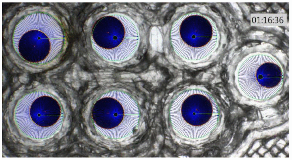 Xenopus oocyte chamber with 6 oocytes (blue spheres) with different swelling and a calibration oocyte on the right of the photo.
