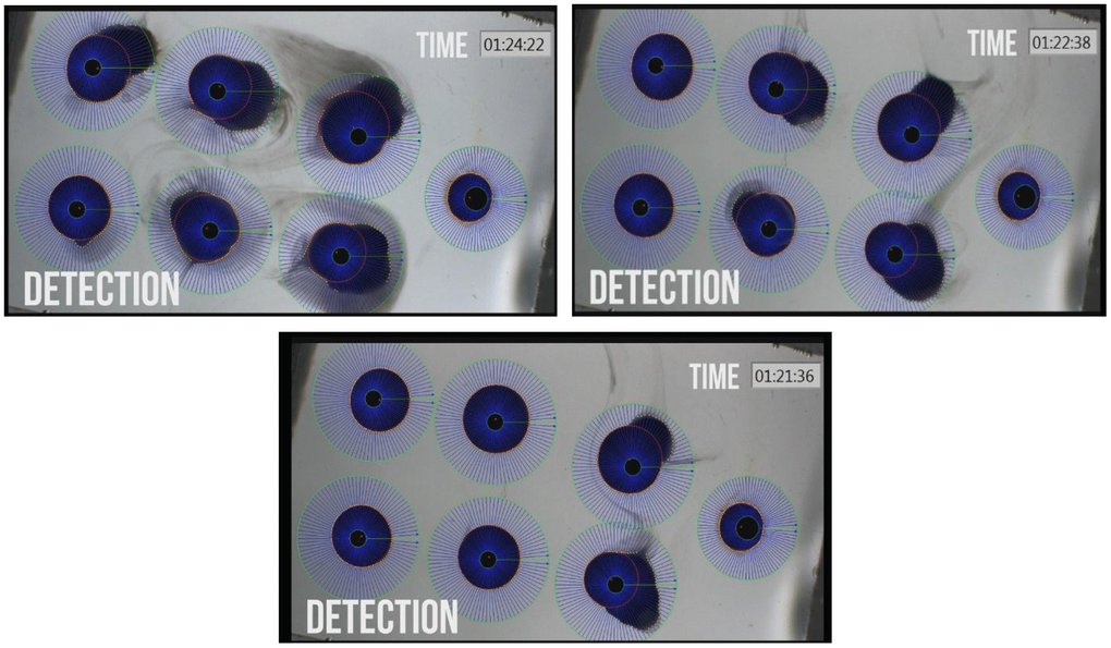 Photographs of Xenopus oocyte chambers of 6 a-CD treated oocytes with different swelling due to water permeation into the cells and rupture of oocyte due to high volume expansion by water uptake. Photos were taken at increasing time points of treatment. The control un-swollen small oocyte is on the right hand site of each photo.