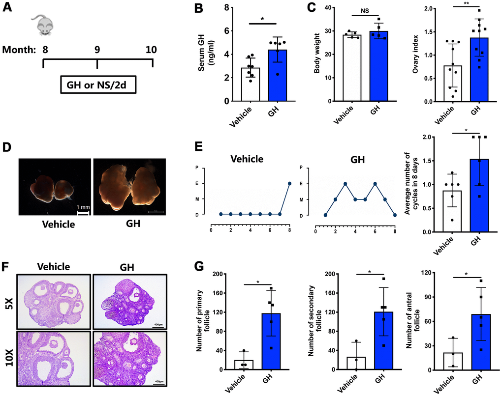 Effects of GH administration in vivo on the ovarian reserve. (A) Schematic illustration for the NS and GH-treated mice. (B) The GH levels in the peripheral blood was measured in GH (n = 6) and vehicle (n = 7) group. (C) The changes of body weight and ovary index after GH administration. NS, no significance. (D) Micrographs of NS-treated and GH-treated mouse ovaries. Scale bar, 1 mm. (E) Left: Estrous cycle in representative females. Right: Average numbers of cycles in 8 days in two groups. P, proestrus; E, estrus; M, metestrus; D, diestrus. (F) HE-stained of NS-treated and GH-treated mouse ovaries. Scale bar, 400 μm, 200 μm. (G) Follicle counts and the number of corpus luteum in NS-treated (n = 3) and GH-treated (n = 5) mice. Data are presented as mean ± SD. *P P 