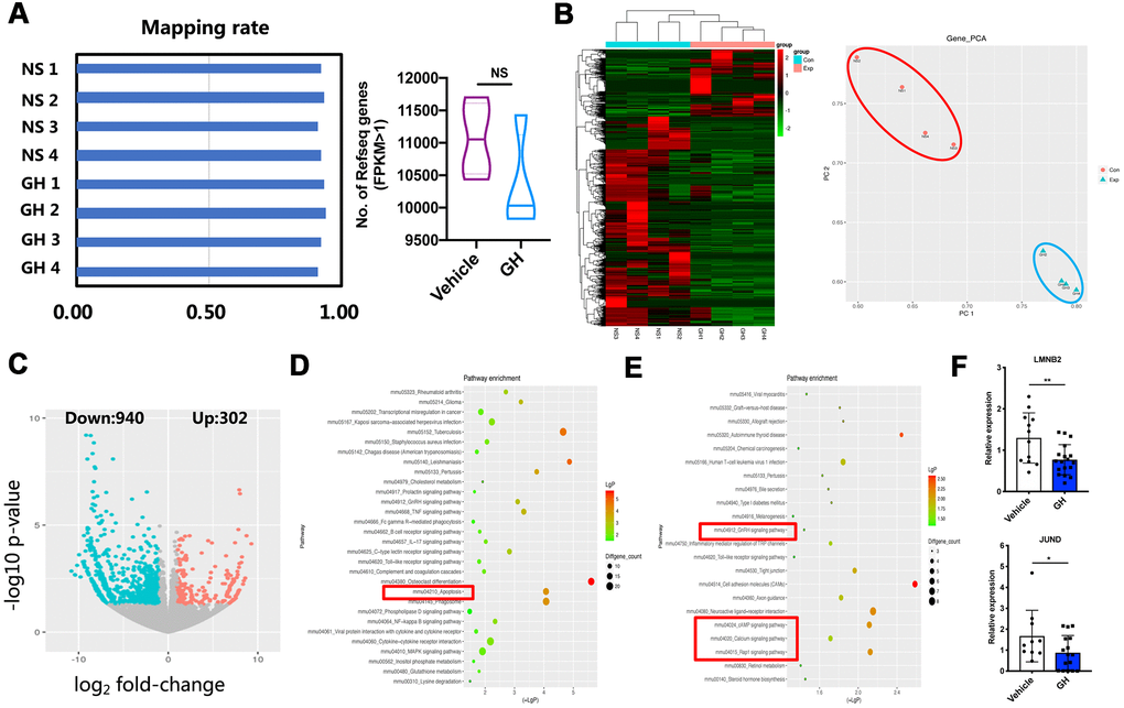 ScRNA-seq of NS-treated and GH-treated MII oocytes. (A) Left: Mapping rate of NS-treated oocytes (n = 4) and GH-treated (n = 4) oocytes. Right: The number of detected genes (FPKM > 1) in vehicle and GH group oocytes. NS, no significance. (B) Left: The gene expression heatmap showed the differentially expressed genes (DEGs) in these two groups. Right: Principal components analysis (PCA) of eight samples. (C) The volcano map showed the DEGs between NS-treated and GH-treated mice. (D) The top 30 KEGG pathways involved in the down-regulated genes. The red box encloses the apoptosis pathway. (E) The top 22 KEGG pathways involved in the up-regulated genes. The red box encloses the GnRH signaling, cAMP signaling, calcium signaling and Rap1 signaling pathway. (F) 2 DEGs were selected for QPCR validation (n ≥ 10). Data are presented as mean ± SD. *P P 