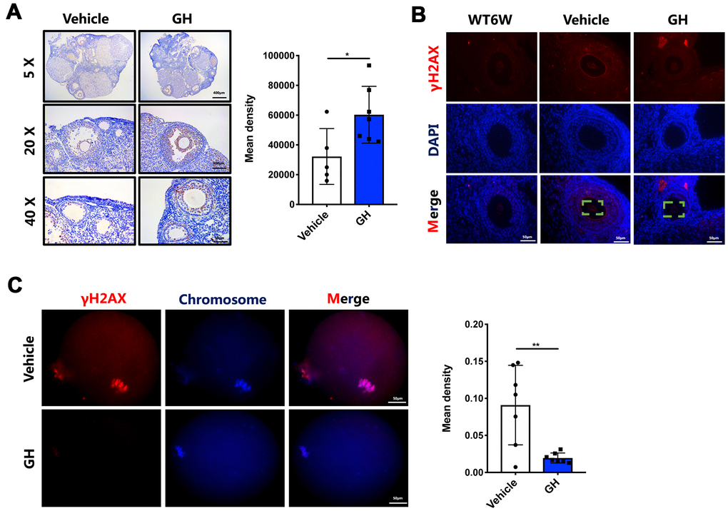 GH treatment decreased oocyte apoptosis and DNA damage. (A) Left: Immunostaining for Ki-67 in ovaries from the NS and GH groups. Brown represents positive staining. Scale bar, 400, 100, 50 μm. Right: The mean density levels of Ki-67 in ovarian. (B) The ovaries from NS-treated and GH-treated mice were stained with γH2AX (red) and DAPI (blue). Scale bar, 50 μm. (C) Left: The MII oocytes from NS-treated (n = 7) and GH-treated (n=7) mice were stained with γH2AX (red) and hoechst (blue). Scale bar, 50 μm. Right: Mean density levels of NS-treated and GH-treated oocytes. Data are presented as mean ± SD. *P P 
