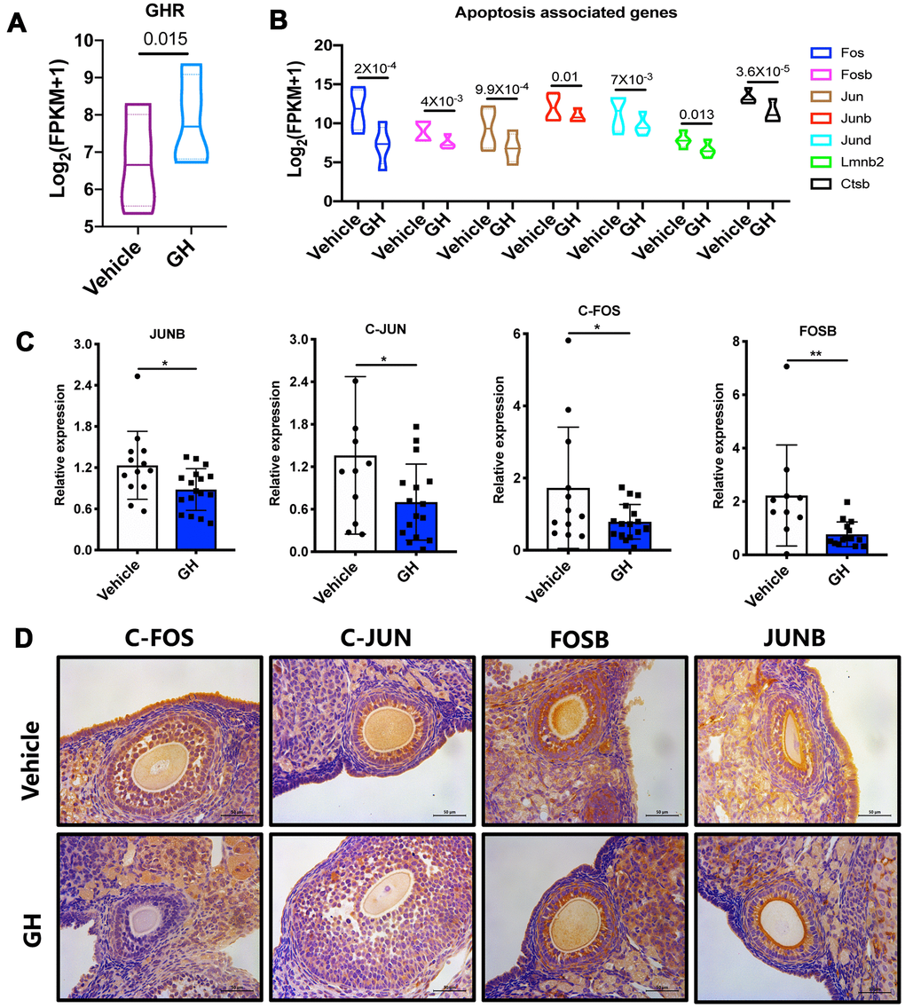 Effect of GH treatment on the FOS/JUN pathway. (A) The expression of GHR in GH-treated and NS-treated oocytes. (B) The expression of Fos, Fosb, Jun, Junb, Jund, Lmnb2 and Ctsb in GH-treated and NS-treated oocytes according to the sequencing data. (C) Results of single oocyte QPCR in the two groups (n ≥ 10). (D) Immunostaining for Fos, Jun, Fosb and Junb in ovaries from the NS and GH groups. Brown represents positive staining. Data are presented as mean ± SD. *P 