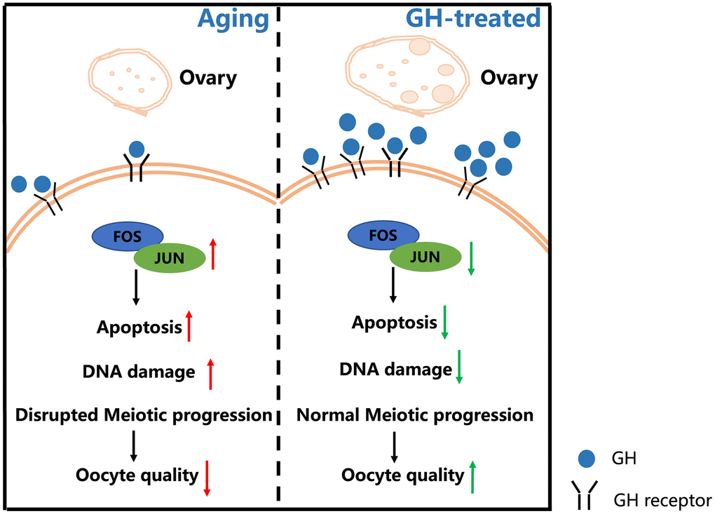 Schematic diagram regarding how GH reverses the age-associated depletion of ovarian reserve and declining quality of oocytes. In old mice, the ovarian reserve and the levels of GH are declined. The decreased GH enhances the expression levels of Fos and Jun family which increase the oocyte apoptosis and DNA damage. Administration of GH restores the depletion of ovarian reserve and induces the increment of GHRs. Additionally, GH supplementation exerts an influence on reversing apoptosis via lowering the expression of Fos and Jun which improves the oocyte quality.