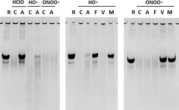 Anserine as a scavenger for hypochlorous acid, HClO. HClO (5.0mM), HO Â· (10mM), ONOO Â· (5.0mM). R: Reference protein, C: Control, A: Anserine, F: FA, V: VC, M: Mixture.