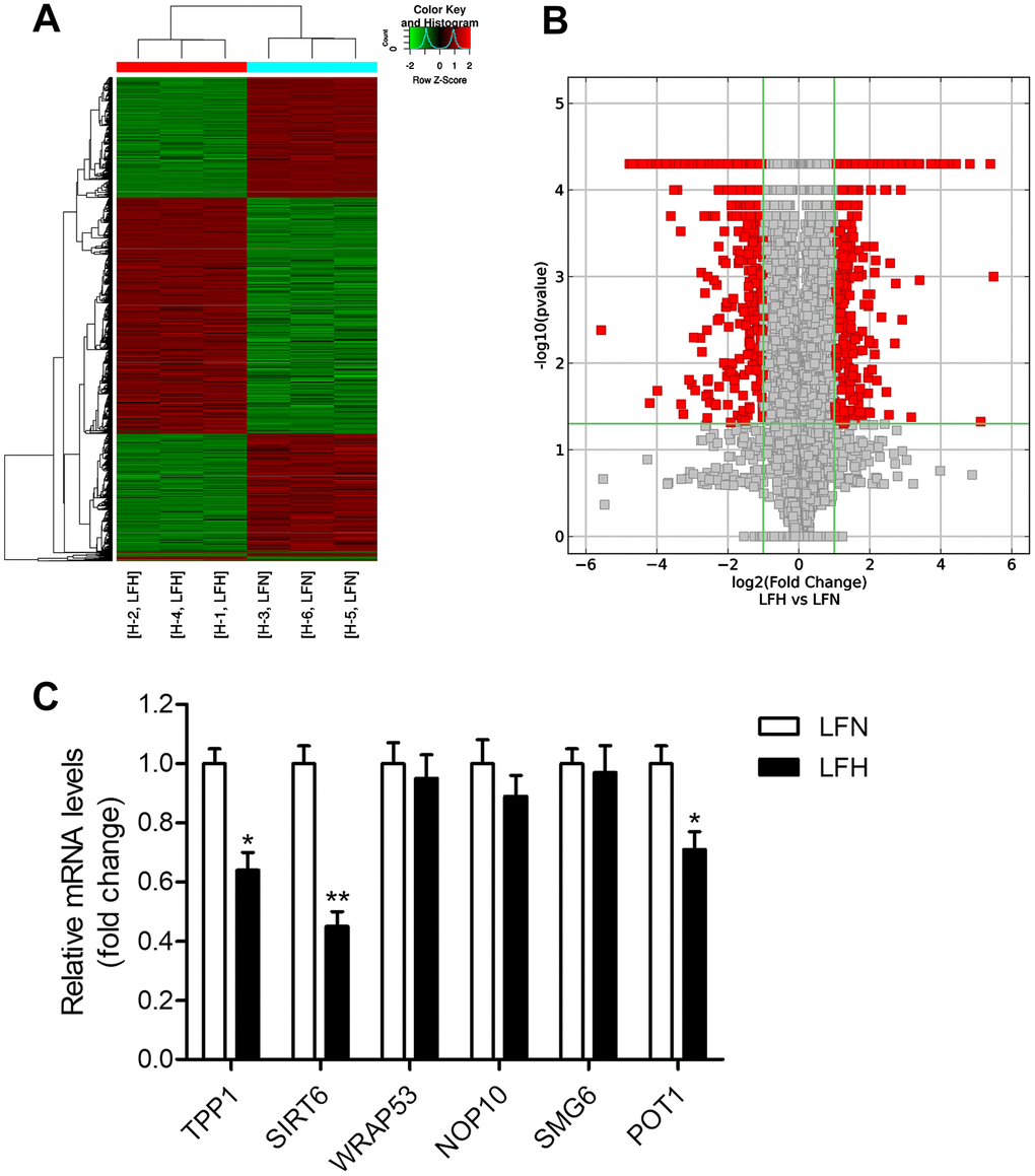 Detection of differentially expressed genes in hypertrophic ligamentum flavum tissue samples from lumbar spinal stenosis patients. (A) A heat map was used to display differentially expressed genes (DEGs) identified when comparing non-hypertrophic and hypertrophic ligamentum flavum (LFN and LFH, respectively) tissue samples. Up- and down-regulated genes are shown in red and blue, respectively. n = 3. (B) DEGs were arranged in Volcano plots. (C) Differential SIRT6 and telomere function-related gene expression was confirmed via qRT-PCR, with GAPDH being used as a normalization control. n = 30. *pp