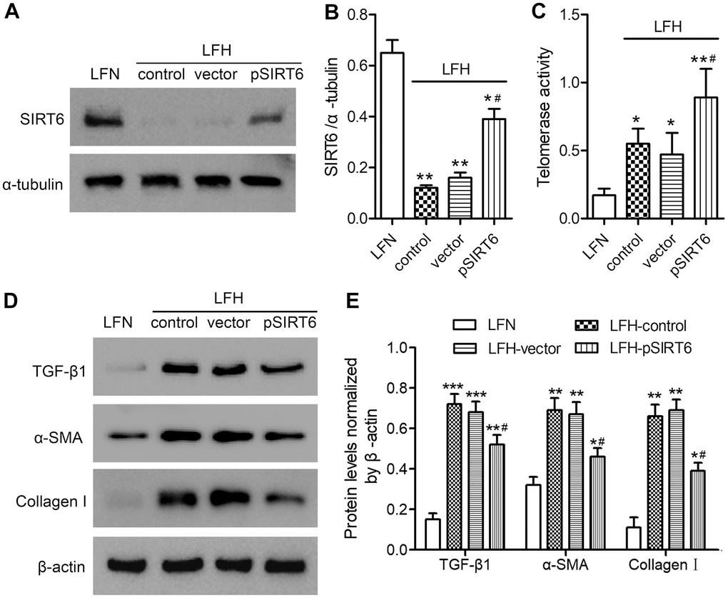 SIRT6 overexpression enhances telomerase activity and inhibits fibrosis in ligamentum flavum cells. SIRT6 or control lentiviral vectors were used to transduce LFH cells for 48 h, after which western blotting was used to assess SIRT6 levels in these cells (A, B). α-tubulin was used for normalization. Uninfected LFH cells and LFN cells were included as controls. (C) Telomerase activity in ligamentum flavum cells transduced as indicated was assessed based upon optical density. (D, E) TGF-β1, α-SMA, and collagen I protein levels were analyzed by western blotting. β-actin was used as a loading control. Data are means ± SD of three replicates. *ppp