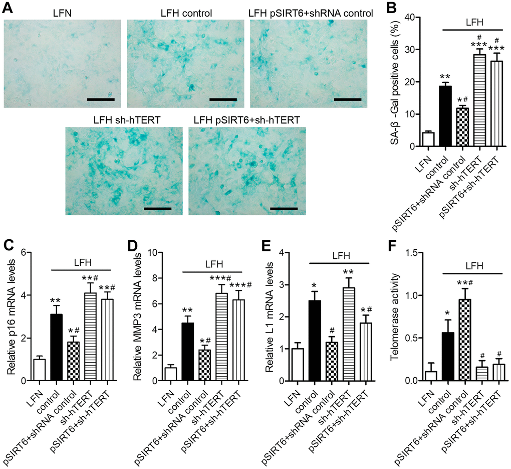 SIRT6 inhibits LFH cell senescence via promoting telomerase activity. LFH cells were transduced for 48 h using lentiviruses encoding pSIRT6, sh-hTERT, or a control shRNA, after which senescence-associated β-galactosidase (SA-β-gal) staining of these cells was conducted. Uninfected cells were used as controls. (A) Representative bright-field images of SA-β-Gal stained cells. Scale bar = 100 μm. (B) SA-β-gal positive cell percentages. mRNA levels of the senescence-related genes p16 (C), MMP3 (D), and Long interspersed element 1 (L1, E) were quantified via qRT-PCR, with GAPDH being used as a normalization control. (F) Telomerase activity in ligamentum flavum cells treated as indicated was assessed based upon optical density. Data are means ± SD of three replicates. *pppp
